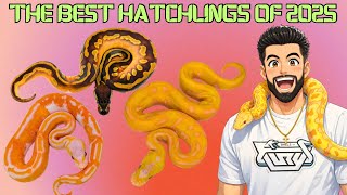 The BEST Ball Pythons We Hatched In 2025!!!!
