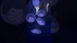 Jellyfish in Aquarium