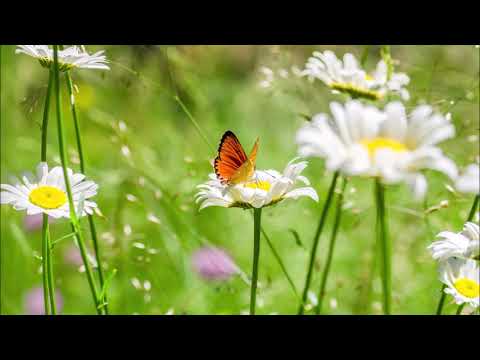 FD Consultants   Mindfulness Exercise 2: 4-Step Breathing