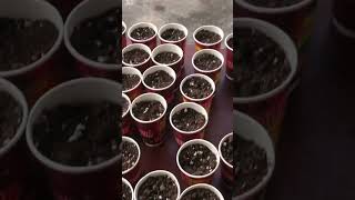 #Earlystage