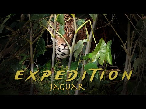 After Weeks in the Jungle, the Jaguar Finally Appeared! (Final Episode)