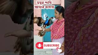 দেখুন ক্ষুধার্ত ময়ূরকে বাসায় ডেকে খাওয়াইলাম 😁 #aishorts #aicomedy #viralshorts@airongotamasha
