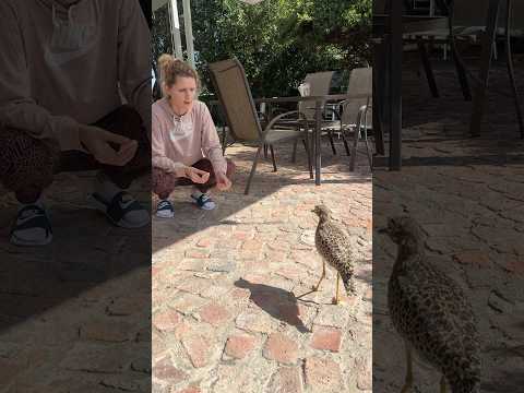 Backyard Wildlife: The Garden Feeding Frenzy