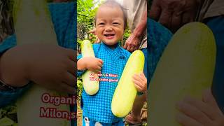 #organicvillagelife #🥒,Bittermilon,snake gourd 🤗#shorts #