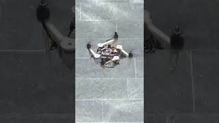 🚁 This Foldable Morphing Quadrotor Changes Shape Mid-Flight!