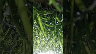 water droplets #nature #testing #rain #waterdroplet #waterdropmacro #testingtime