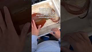 Squid Turns Clear After Karate Chop #squid #shorts #viral #trending #youtubeshorts  #fyp