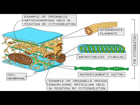 Class 11 biology|| chapter 1 || peroxisomes, glyoxisomes, cytoskeleton|| MCQ's ETEA, MDCAT, FPSC,NTS