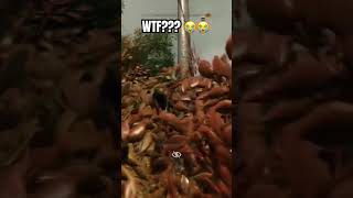 wtf happened?😭 #dyinglight #dyinglightthebeast #glitch #glitches #gameglitch #funnyshorts #gaming