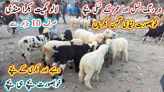 Lalukhet Bakra Mandi Latest Update l Larkana Dumba Baby l Goat Market Pakistan l Bakra Mandi 2025 l