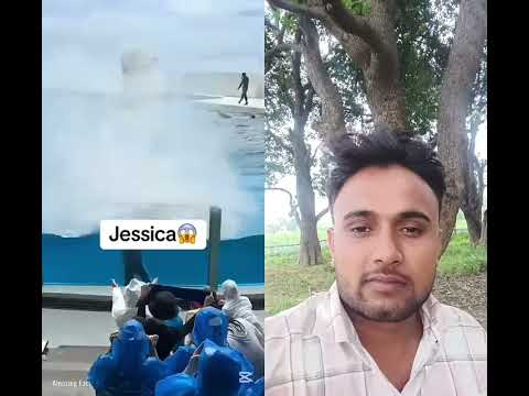 #jessica #and #dolphin #what #happen #with #jessica 😥😥🥲🥲