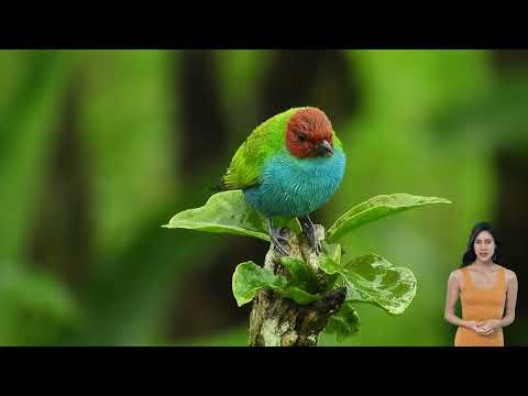 sonidos de pájaros pacíficos🥰💖