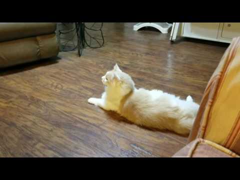 My cat loves Twin Peaks!