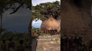The tree of life Baobab tree || दुनिया का सबसे कीमती पेड़ #shorts #viral #shortsfeed @factsmine