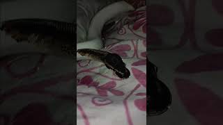 🤍🐍#piedballpython (reposted & edited vid)#snake #viral #shorts #foryou #reptiles #animals #fypシ