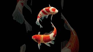 Koi Fish | Live Wallpaper