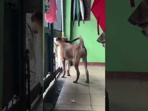 BABY CHICO (AT 6 MONTHS) 🐕
