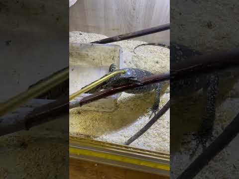 Varanus salvator