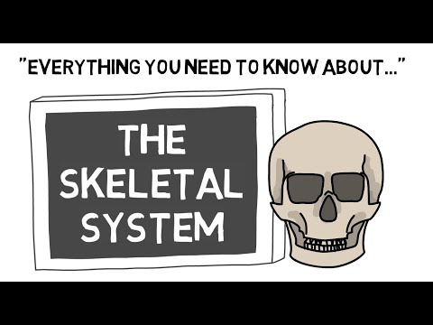 The Skeletal System | Sport Science Hub: Physiology Fundamentals | No Music