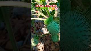 dhature ka paudha 🌱🍀🌿☘️🌼🌸🪷#nature #plants #gardening #shorts #short