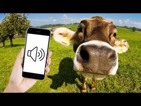 Baby Cow Moo Sounds (Calf Sounds)
