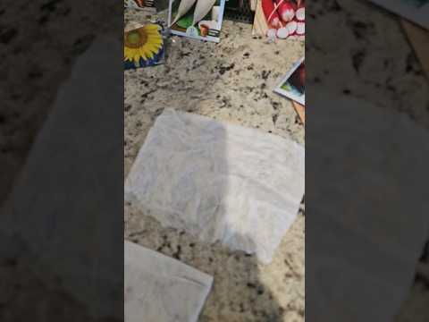 The Fastest Way to Start Your Seeds! 🌱🔥#GrowSomething#GardenHacks#GerminationHack#PaperTowelMethod