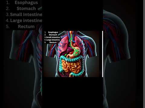 Digestion Dash: Your Food’s Journey in a Minute #digestion #stomach #EMT #food #esophagus #anatomy