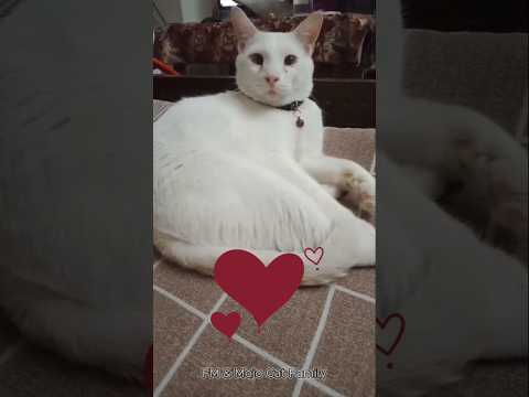 Minu spreading love ❤️💟❤️. #love #whitecat #adorable