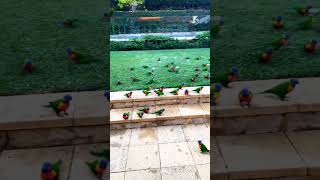 love bird 🐦 parrot #lovebird #lovebirdmania
