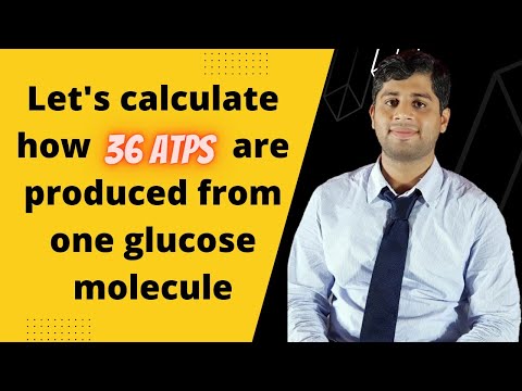 How many ATPs are produced from one glucose | ATP | Glucose ATP calculation | 36 ATPs | Respiration