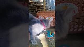 🥰 Very 😍 beautiful ❤️ cat 😺, very 🐈 cute 🥰!🥰😍❤️😺🐈 #artist #dog_features