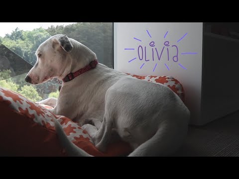 A Day in the Life of Olivia