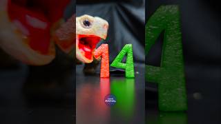 ASMR Mukbang Eating Red & Green 14 ❤️💚 Turtle Tortoise