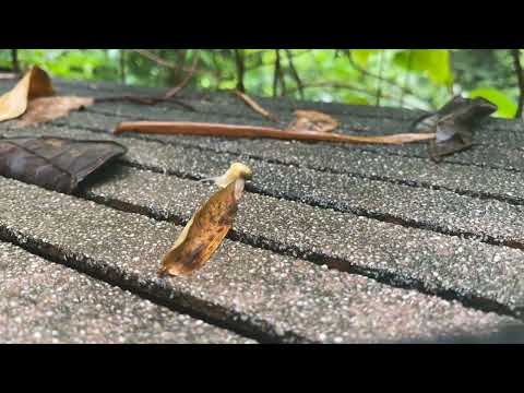 iPhone 11 Pro Timelapse of a snail at Singapore Bukit Timah Nature Reserve
