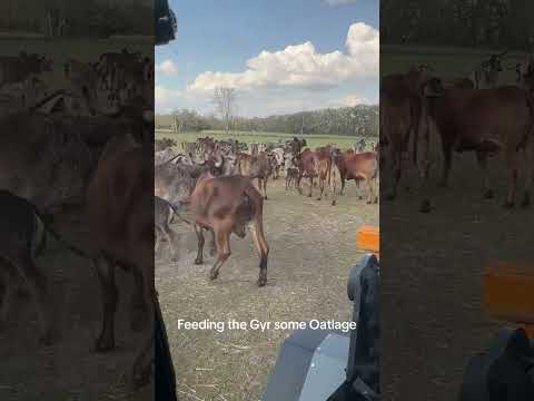 Feeding the Gyr girls some oats #gyrcattle #gircattle #desicow #farming #guzerat #cattlefarm