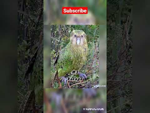 Top 5 unique birds #viral #short #trendingshorts