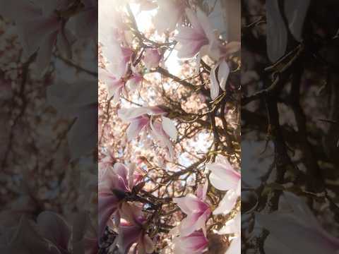 𝐌𝐚𝐠𝐧𝐨𝐥𝐢𝐚 𝐛𝐥𝐨𝐬𝐬𝐨𝐦🌷✨ #magnolia