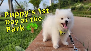 My Puppy's First Day at the Park - Japanese Spitz