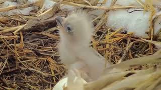 1.4 Lesson 8 Eagle Caring For Their Young