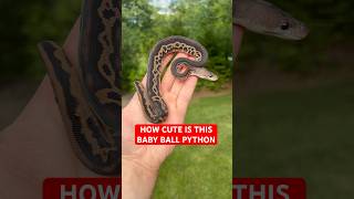 How CUTE Is This Baby Ball Python!?