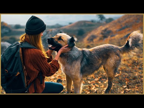 Boosting Brain Health - 07. Pets Improve Brain Health
