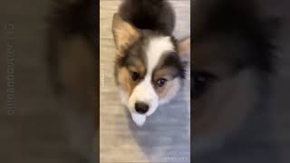 rate this puppies cuteness | Puppy | Cute Stuff