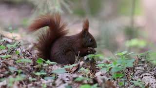 1 Hour in a Misty Forest. (4K)