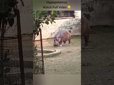 Hippopotamus 🦛 | #shorts #nandankananzoologicalpark