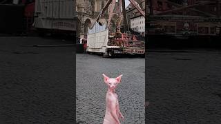 Easter vibe infront of castle #shorts #easter #holiday #pink #cat #artificialintelligence #fun #life