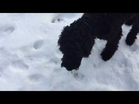 Nero running in snow again