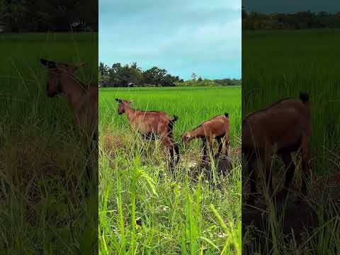 #travel #nature #naturephotography #naturesounds #naturelovers #bukid #bukidlife #goat #ricefield