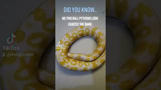 BP101 #ballpython  #bestpet  #fyp  #pets #petsnake #pythonregius #snakes