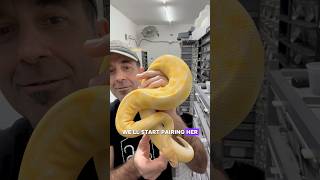 Clown Rainbow Ball Python Aging Progression | Proper Royals #ballpythonmorph #piedballpython