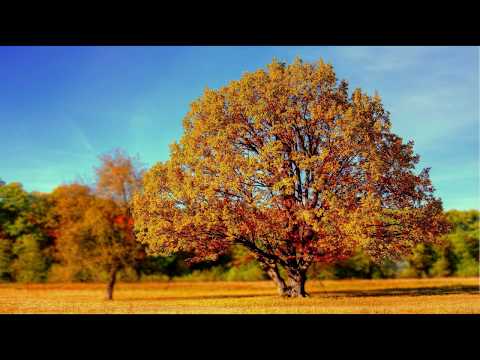 Create Inner Balance | Healing Music, Meditation Music, Relaxing Music, Music For Sleep